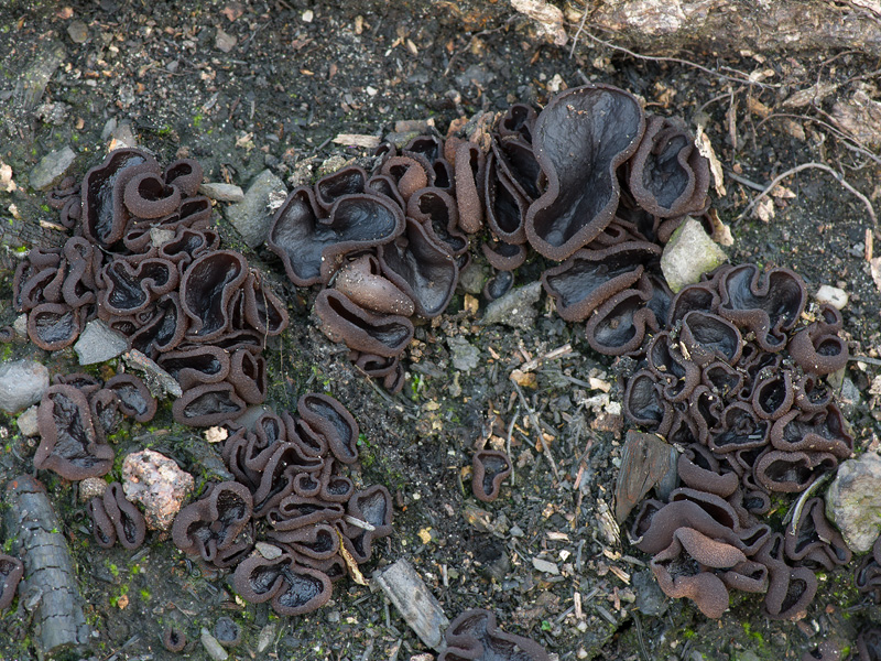 Plicaria carbonaria